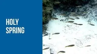 Рыбы в источнике/Fish in the spring