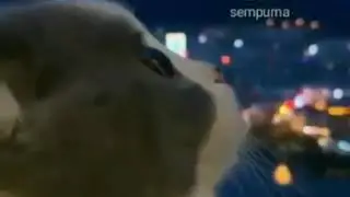 Story wa terbaru 2019