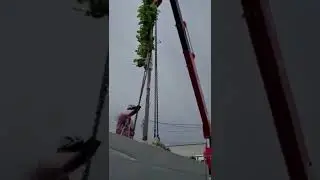 ЛИПА ШПАЛЕРА 