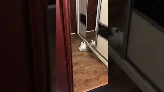 Чужой (Ragdoll Cat)