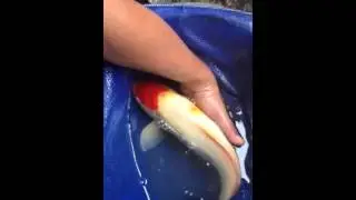 How to remove koi fish body sores or ulcers