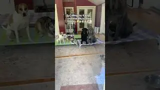 Calling my 4 dogs individually by their names 😂🐶🐶🐶🐶🤍#dogtraining #place #placetraining #dogs