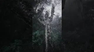 BOSQUES NUBLADOS DE MEXICO #forest #naturaleza #senderismo #atardecer #bosques #natural #mexico