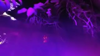 Kew Gardens Orchids After Hours