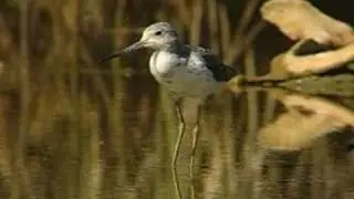 ARCHIBEBE CLARO / GREENSHANK
