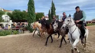 FEIRA NACIONAL DA GOLEGÃ LUSITANIAN HORSES #feira #fair  #horses #horse