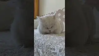 Uyuyakaldımm (Kimse uyandırmadı)#kedi #cat #komikvideolar#shorts