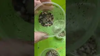 папоротник - такой красивый и такой несчастный...