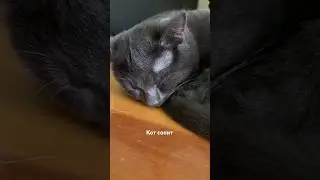 #goodnight #asmr #cat Тем, кто ложится спать - спокойного сна