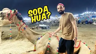Karachi Camel Mandi Puhanch Gaye 🐪 Soda Hua Ya Ni ?