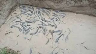 Cat fish || theli meen|| fish fighting slow motion