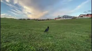 U Bosanskoj Krupi snimljena rijetka ptica zvana IBIS