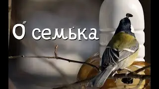 Опа семка!
