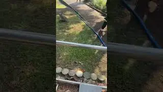 Про неожиданности в Тайланде 