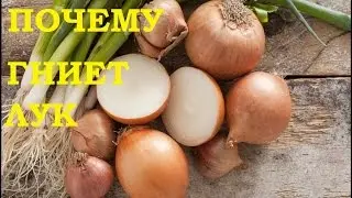 Почему гниет лук.