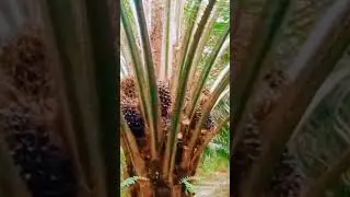 BUAH PENUH