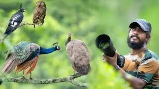Mahananda Wildlife Sanctuary তে তিন দিনের ছবি তোলার অভিজ্ঞতা | Wildlife Photography Vlog 48 | #birds