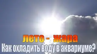 Как летом в жару охладить воду в аквариуме. И зачем вообще это нужно делать