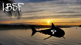 San Diego  Land Base Shark Fishing (LBSF)!!! Re upload (high quality)