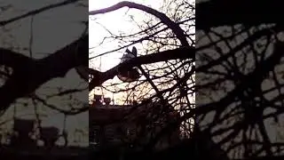 Дятел в 5 утра стучится в столб. Спать не дает.