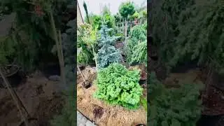 Питомник хвойных растений) продажа в группе телеграмм 
