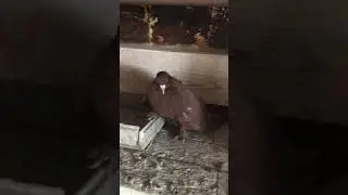 СВГ серпасто выворотные голуби тел097 -405-47-8415 марта 2021 г.