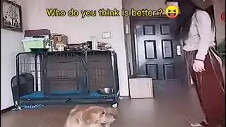 Golden Retriever vs. Sheepdog: Which One's the Best #shorts
