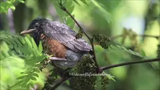 Raising Robin(7) - Big Day! All Nestlings Fledged!