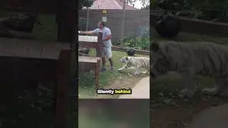 Zookeeper Didn't Notice The Tiger... 