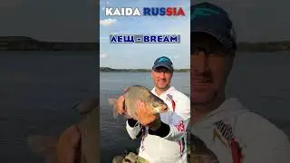 Волжские Кракены Продолжают Активно Клевать В Сентябре. Рыбалке На Фидер 2024.