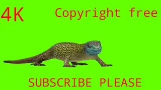 Iguana Green Screen video,lizard Green Screen, Dragon Green Screen video, 