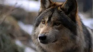 💥/ОДИНОКИЙ ВОЛК или Суровая правда жизни/