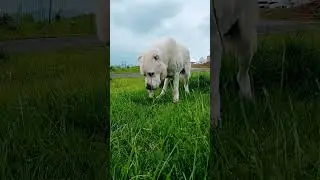 Central Asian Shepherd Alabai