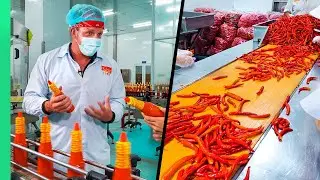 Extremly Perfect Chili Harvest, How to Made Chili Sauce  in Factory with Modern Processing Line !!!