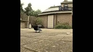 Каждому по мышке на обед 😊 #crow #ворона #животные