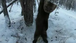 Пушной промысел. Очередная проверка путика, установка капканов. Охота и рыбалка в Эвенкии!!!