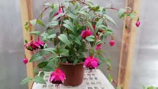 Формирую и черенкую фуксию в феврале.