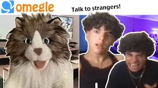 Cat Hosts Meowing Contest on Omegle