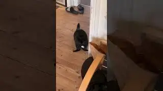 Транскот 🐱#webm #приколы #юмор #мем #коты #Bécane #Yamê #shorts #cat