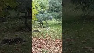 Толстая милая белка в прекрасном местечке в Москве.