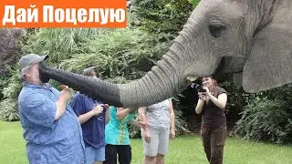 Слоны целуют людей / Подборка смешных моментов