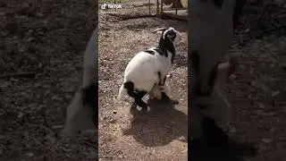 Uda sange x nih kambing