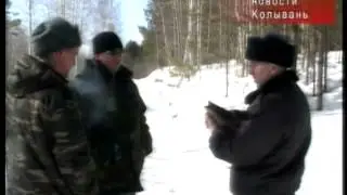 Гибель косуль в Колыванском районе