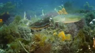 Cuttlefish Mating