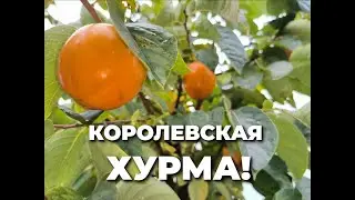 Pearl - royal persimmon!