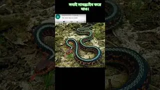 2024 snake and 5000bce snake || Past animals ||#shorts #Trend #trend #new #evolution #animal #today
