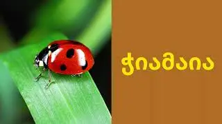 @სტუდიაერ-რე @StudioER-RE @მწერები