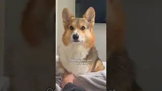 My Corgi's Tongue Has a Mind of Its Own