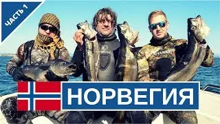 Подводная охота в Норвегии 2017. Берген, рыба, цены.