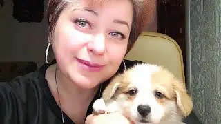 Вечерний стрим заводчика корги)  по поводу))